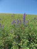Delphinium megalanthum