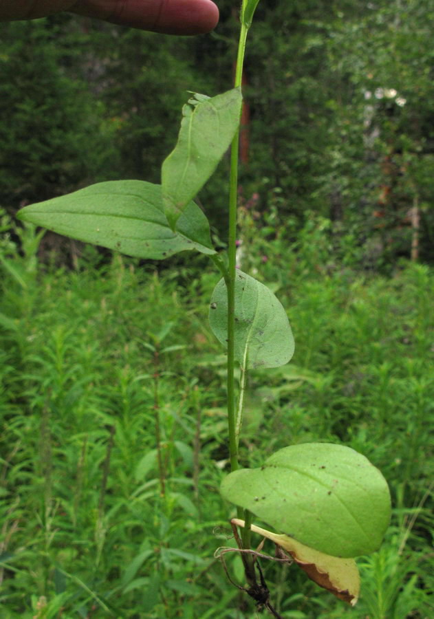 Изображение особи Mertensia stylosa.