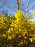 Jasminum nudiflorum. Веточка с цветками. Черноморское побережье Кавказа, г. Новороссийск, в культуре. 15 января 2012 г.