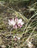Allium moschatum