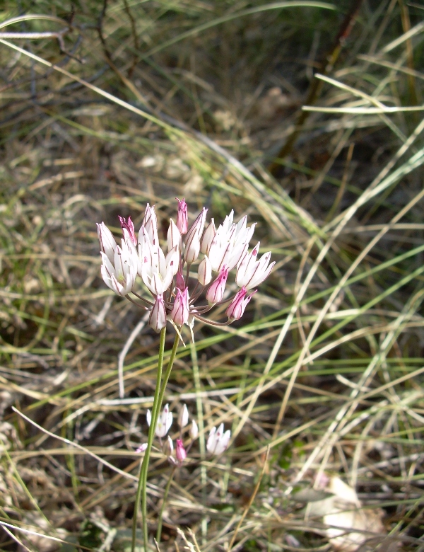 Image of Allium moschatum specimen.