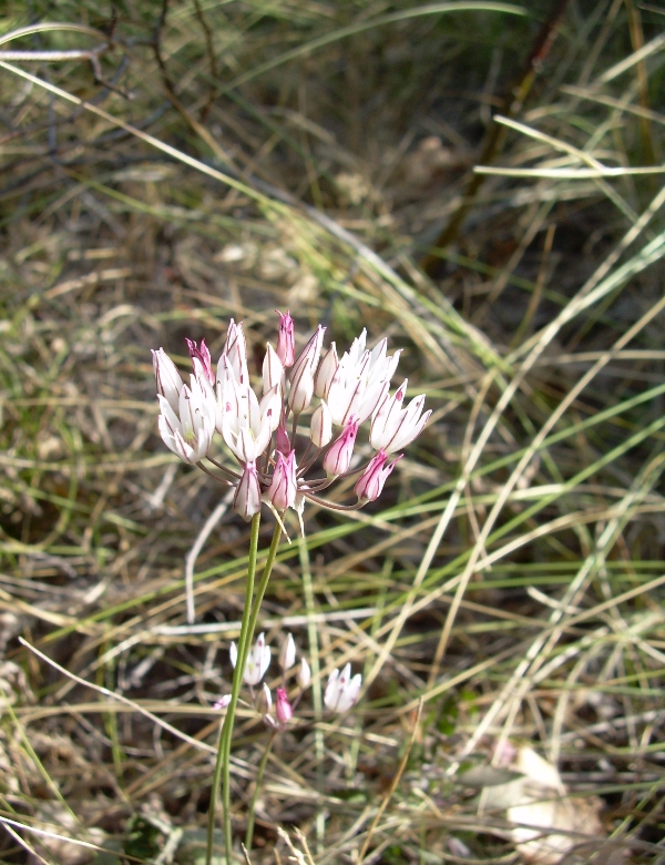 Изображение особи Allium moschatum.