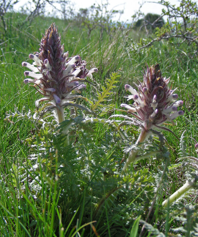 Изображение особи Pedicularis olgae.