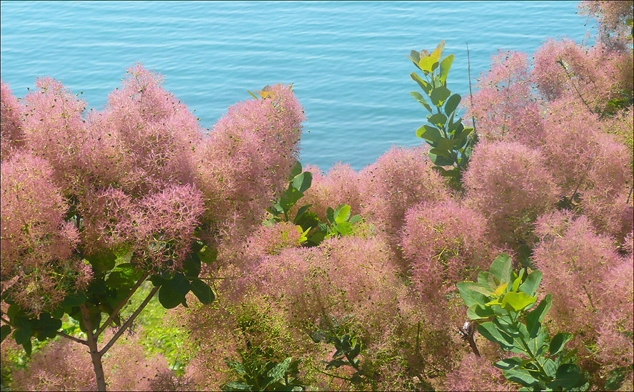 Image of Cotinus coggygria specimen.