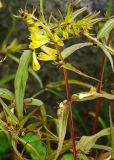 Melampyrum pratense