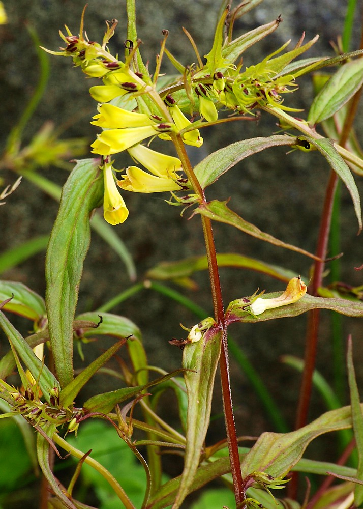 Изображение особи Melampyrum pratense.