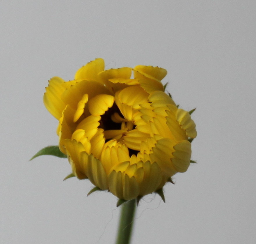 Изображение особи Calendula officinalis.