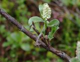 Salix glauca. Часть ветви с женским соцветием. Мурманская обл., Кандалакшский р-н, окр. пос. Лувеньга, южный склон гор Лувеньгские Тундры, тундровый пояс, 350 м н.у.м. 01.07.2010.