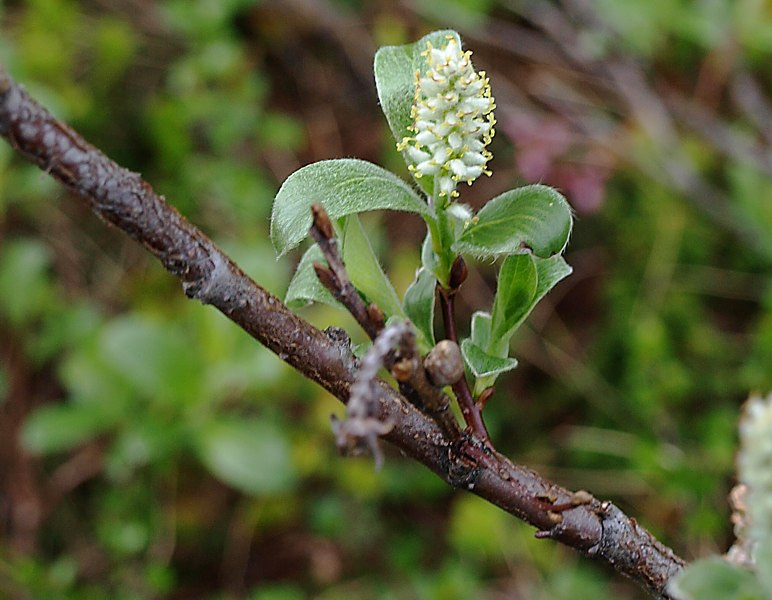 Изображение особи Salix glauca.