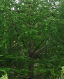 Larix kaempferi. Часть кроны молодого дерева. Сахалин, окр. г. Южно-Сахалинска. 29.08.2010.