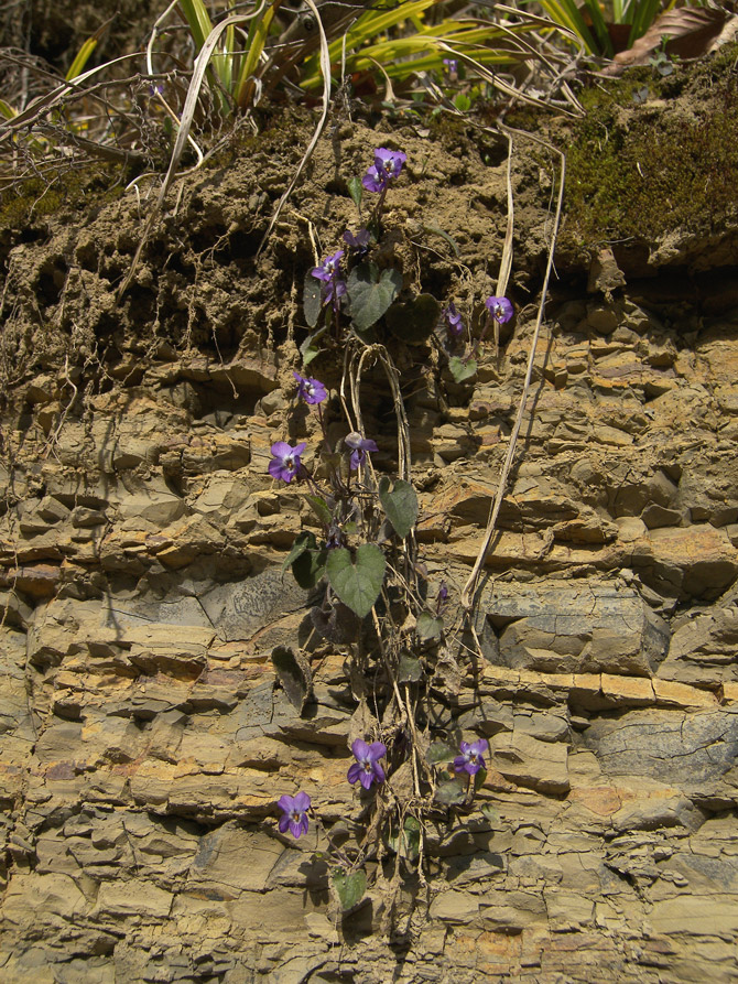 Image of Viola dehnhardtii specimen.