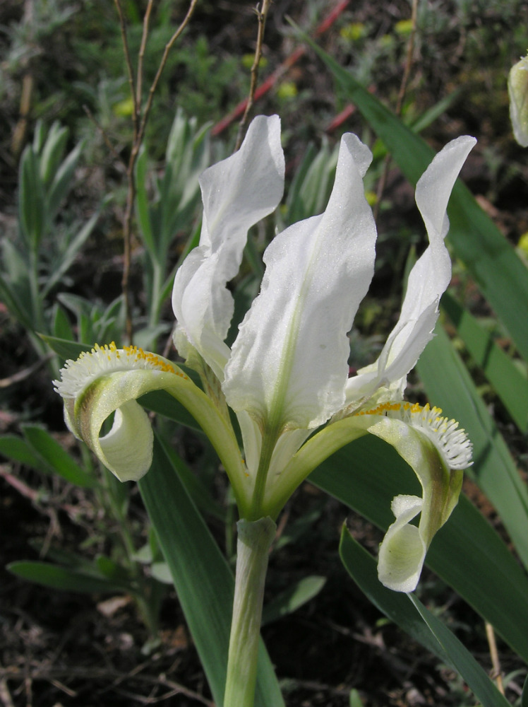 Image of Iris pumila specimen.
