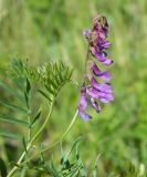 Vicia tenuifolia. Верхушка побега с соцветием и молодыми листьями. Украина, Донецкая обл., Артёмовский р-н, окр. с. Дроновка. 21.05.2012.
