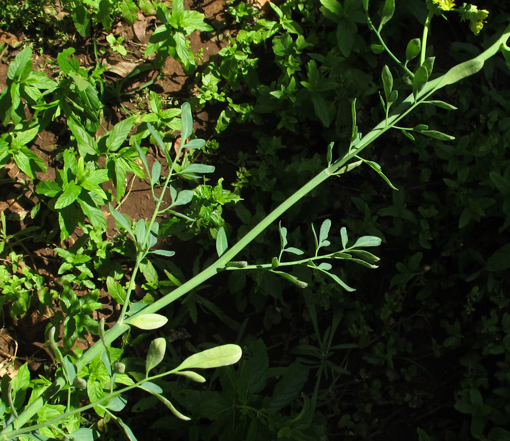 Изображение особи Ruta chalepensis.