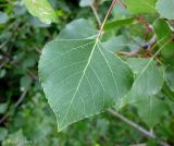 Populus nigra