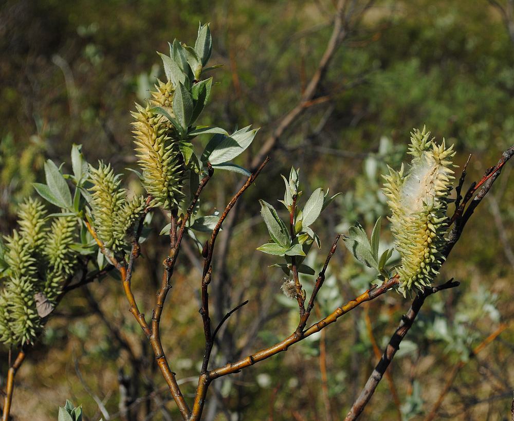 Image of Salix lapponum specimen.