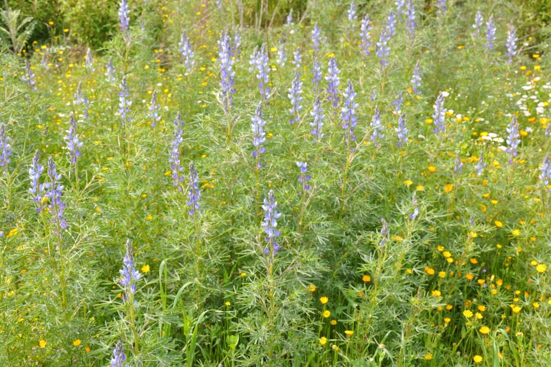 Image of Lupinus angustifolius specimen.