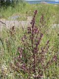 Pedicularis palustris