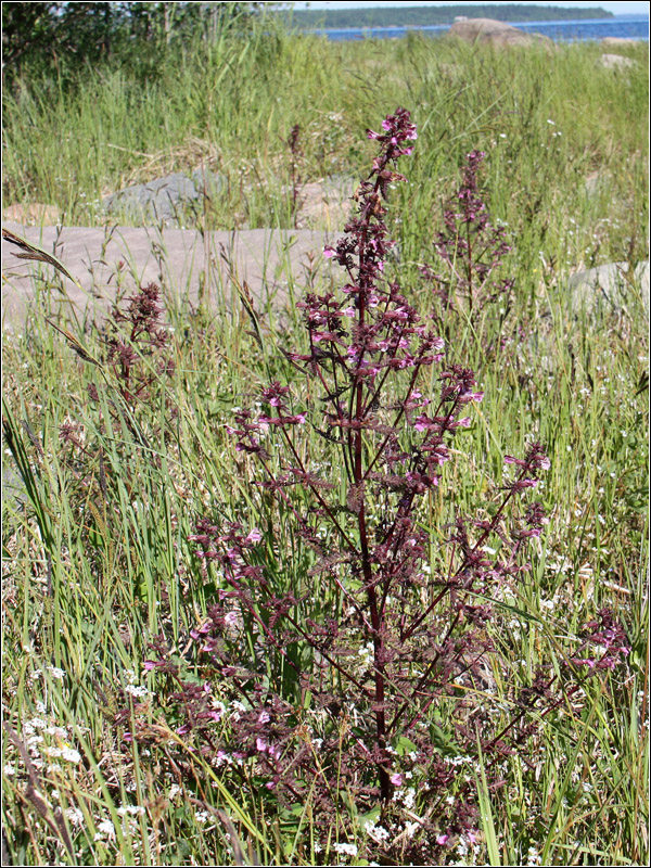 Image of Pedicularis palustris specimen.