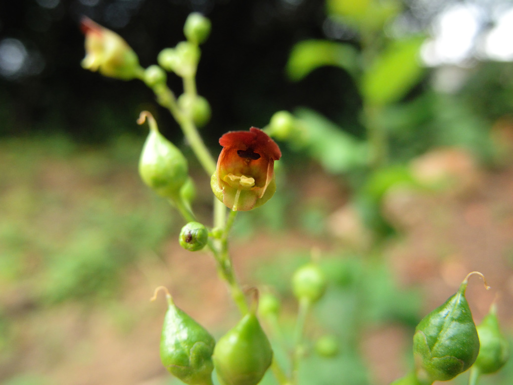 Изображение особи Scrophularia nodosa.