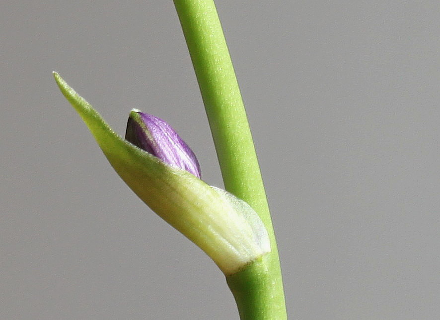 Image of genus Hosta specimen.