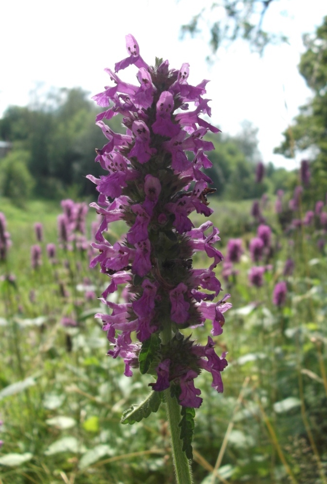 Image of Betonica officinalis specimen.