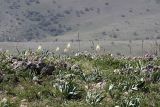 Eremurus lactiflorus. Цветущие растения на горном склоне в сообществе с E. regelii и Cerasus tianschanica. Южный Казахстан, горы Каракус; высота 1000 м н.у.м. 20.04.2012.
