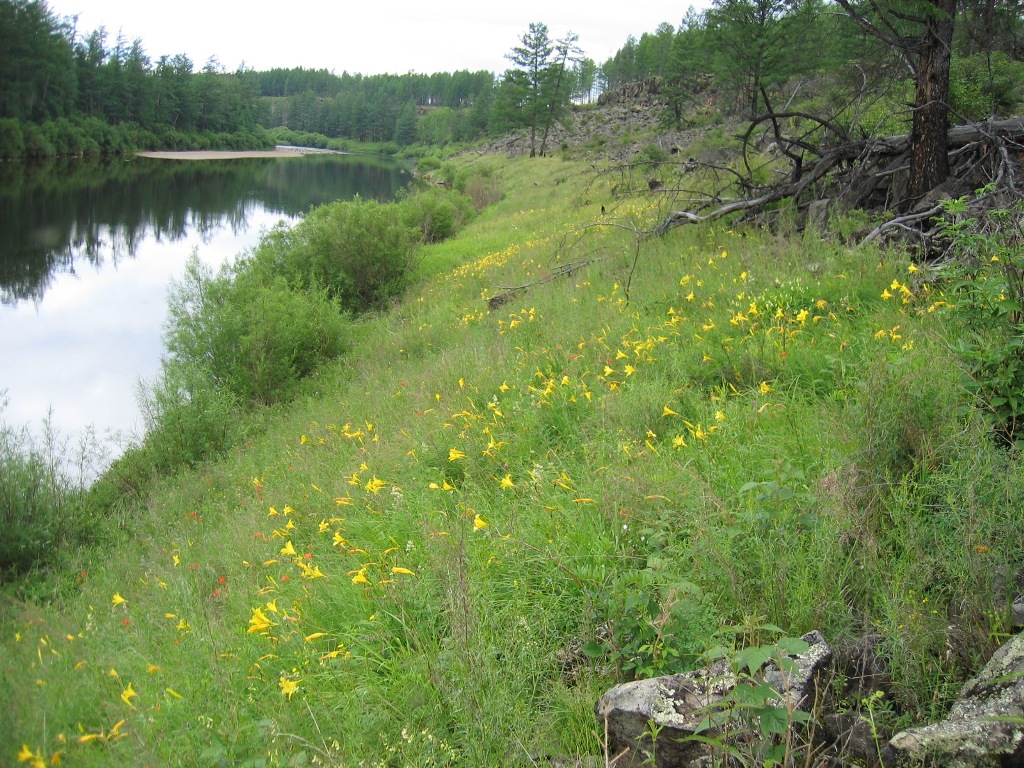 Image of Hemerocallis minor specimen.