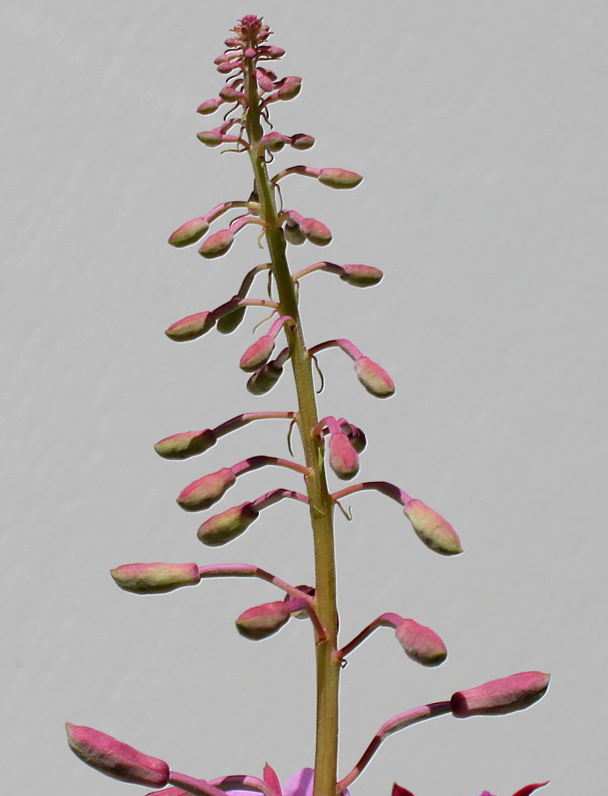 Image of Chamaenerion angustifolium specimen.