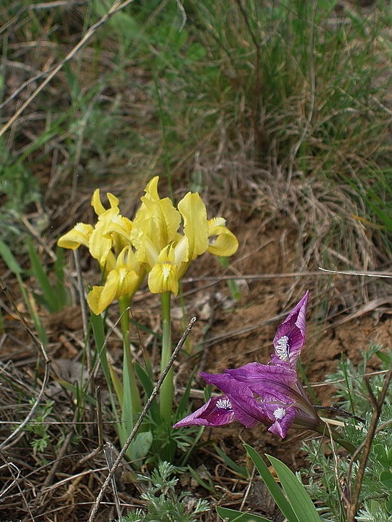 Изображение особи Iris pumila.