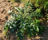 Cirsium vulgare