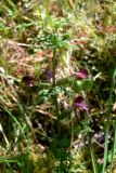 Pedicularis palustris