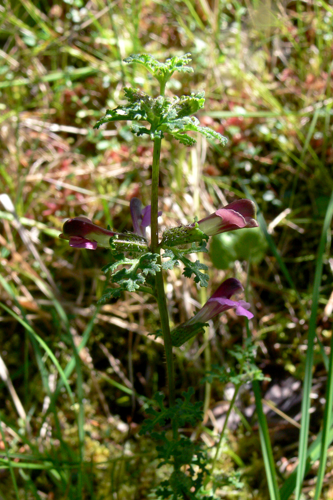 Изображение особи Pedicularis palustris.