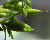 род Hypericum