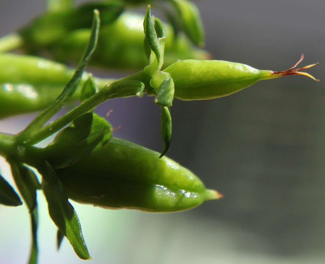 Изображение особи род Hypericum.