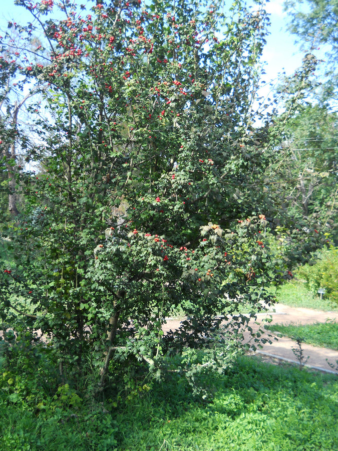 Image of Crataegus &times; media specimen.