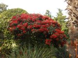 genus Pyracantha. Плодоносящее растение. Южный берег Крыма, г. Ялта, в культуре. 4 ноября 2012 г.