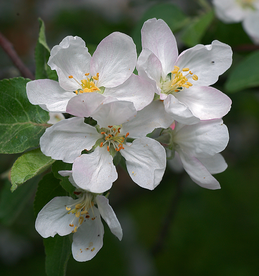 Image of Malus domestica specimen.