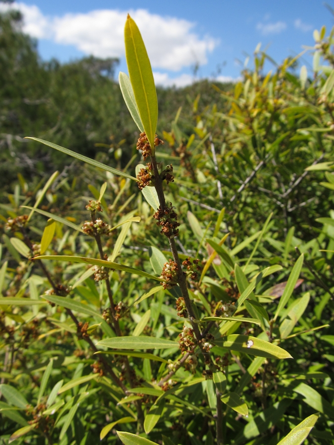 Изображение особи Phillyrea angustifolia.