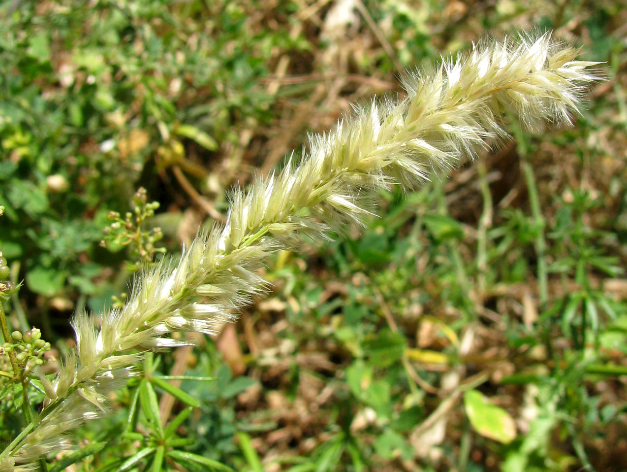 Изображение особи Melica ciliata ssp. magnolii.