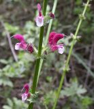 Salvia hierosolymitana. Часть соцветия. Israel, Judean Mountains. 15.03.2006.