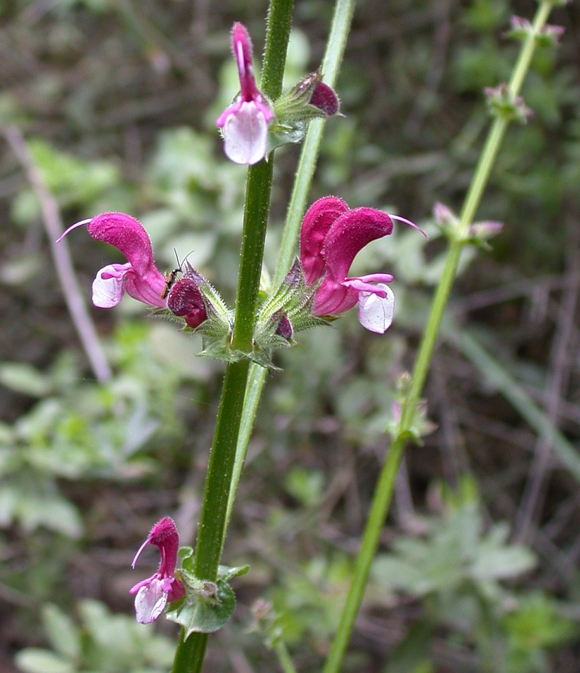 Изображение особи Salvia hierosolymitana.