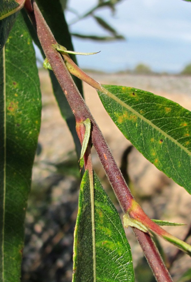 Изображение особи Salix gmelinii.