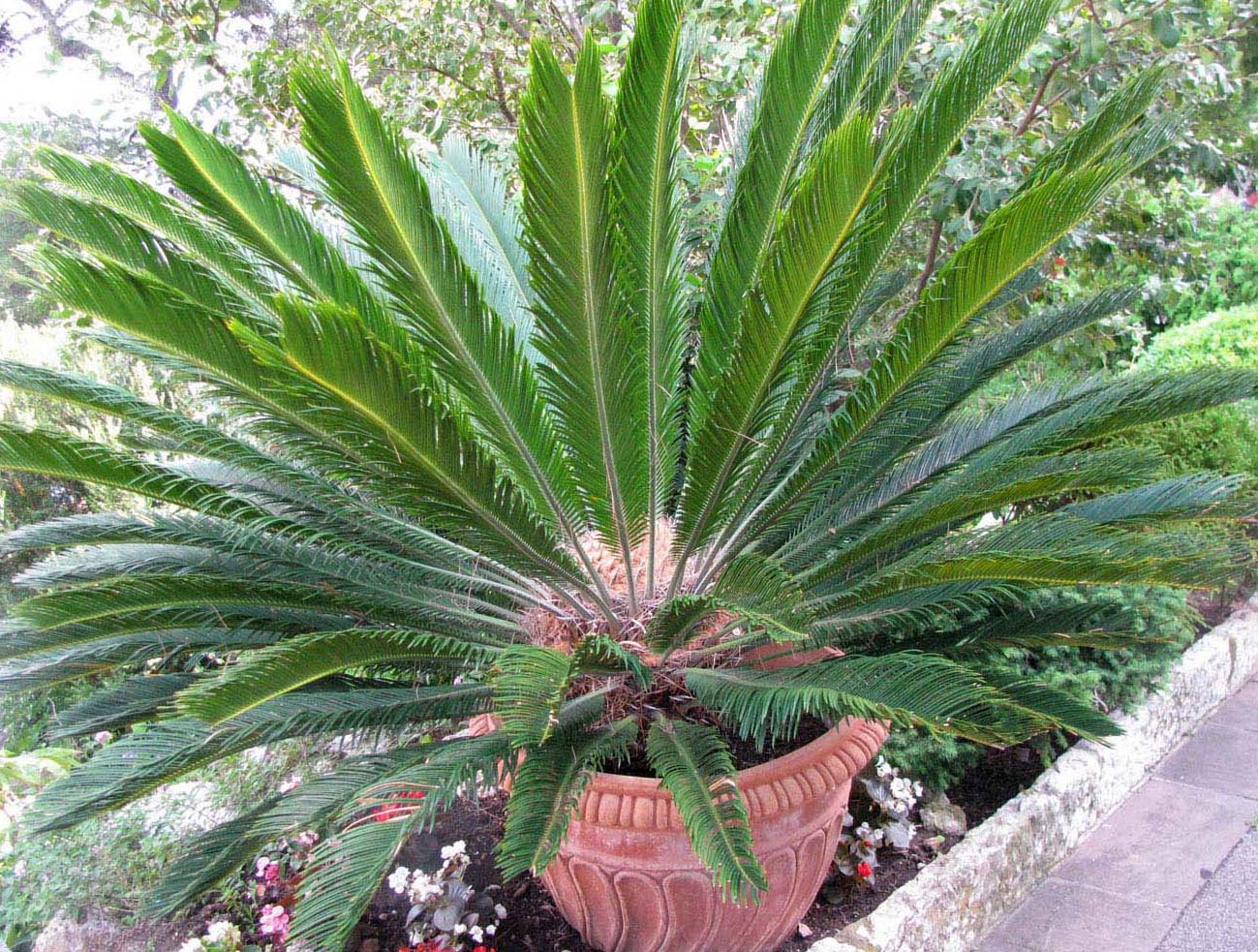 Изображение особи Cycas revoluta.