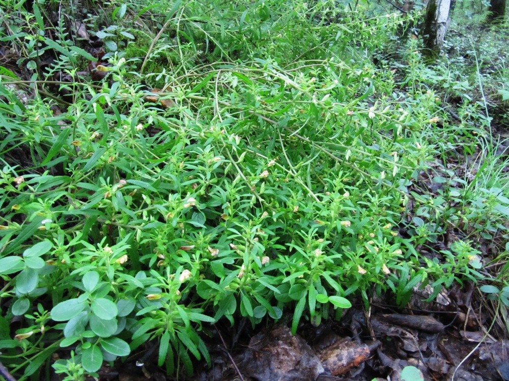 Изображение особи Pedicularis labradorica.