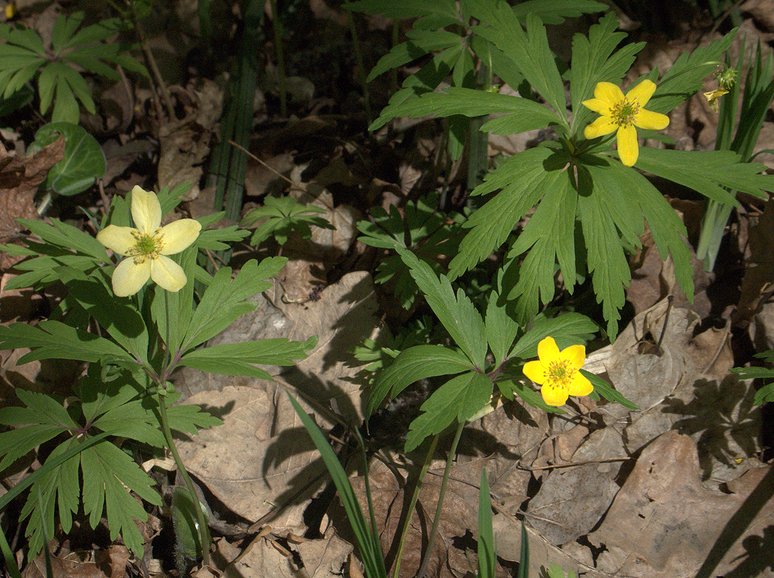 Image of Anemone ranunculoides specimen.