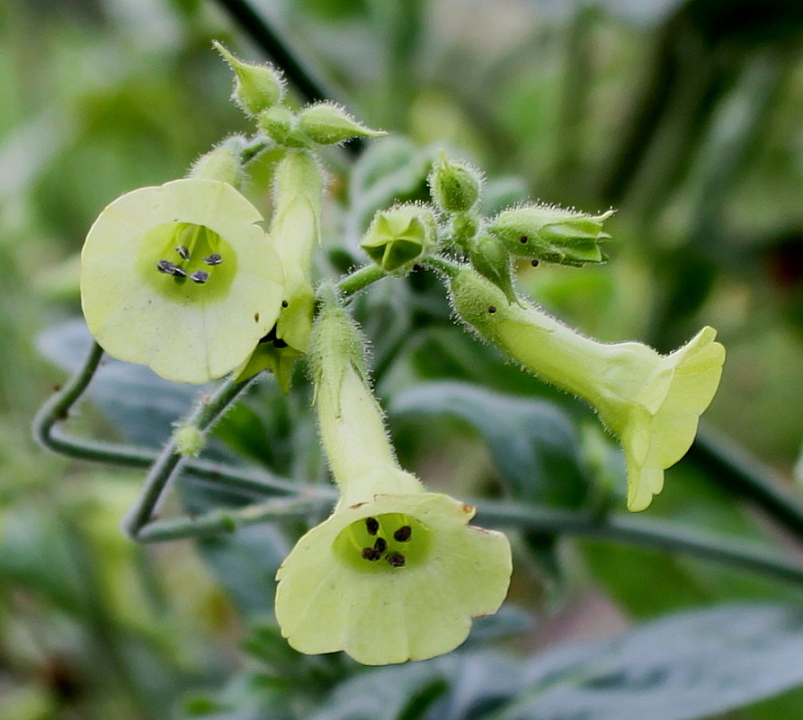 Image of Nicotiana langsdorffii specimen.