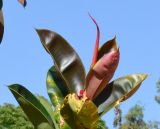 Ficus elastica