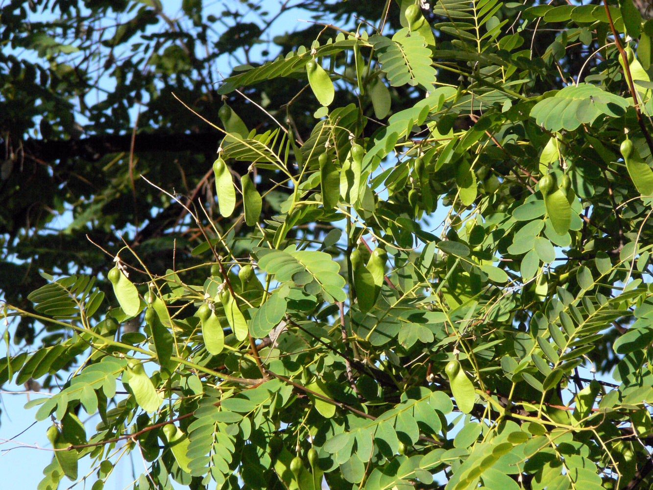 Image of Tipuana tipu specimen.