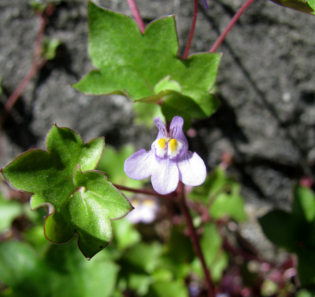 Изображение особи Cymbalaria muralis.